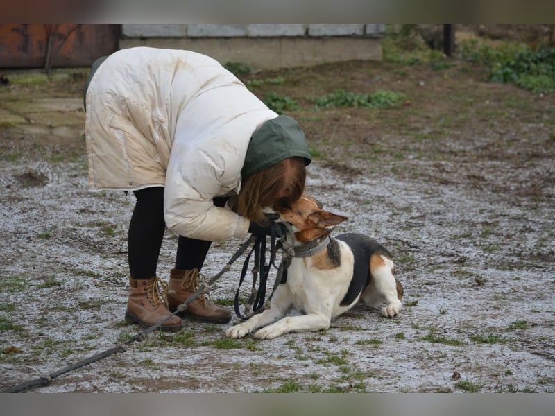 Liebe, noch unsichere und etwas ängstliche Hündin SENNA, ca. 2022 geboren, SEHR LIEB