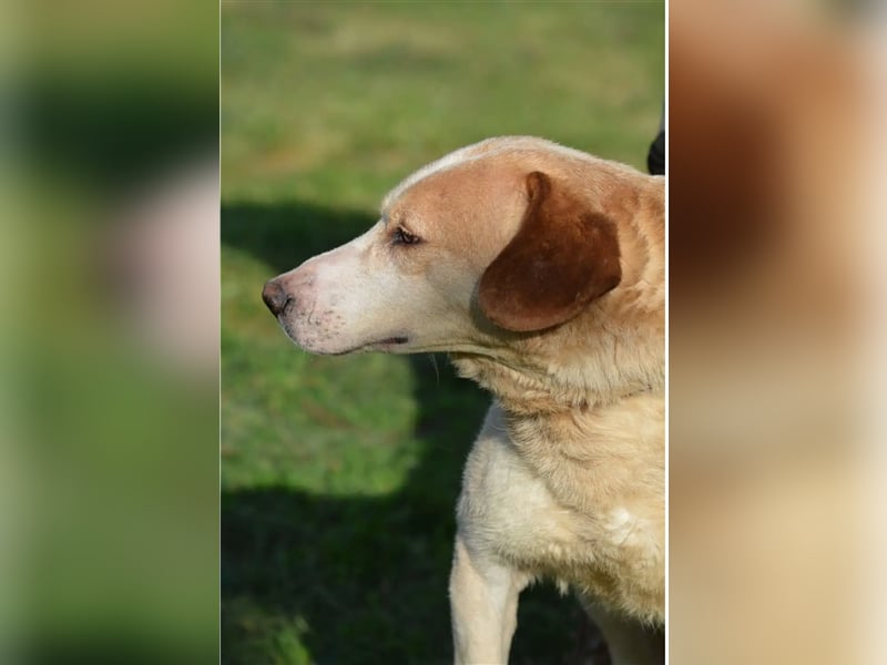 Lieber Mischlingsrüde „Jerry“, ca. 2017 geb., gut verträglich, kennt größere Kinder, sehr verschmust