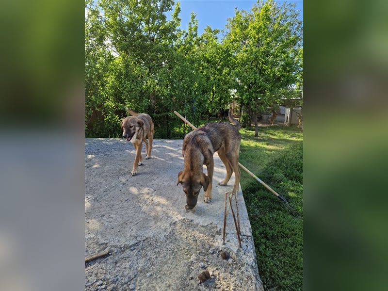 Sehr lieber Mischlingsrüde „Bailey“, ca. 06.2023 geboren, sucht Körbchen