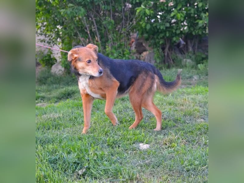 „Katy“, liebe, ruhige und sensible Hündin, gut verträglich, ca. 2018/2019 geb.