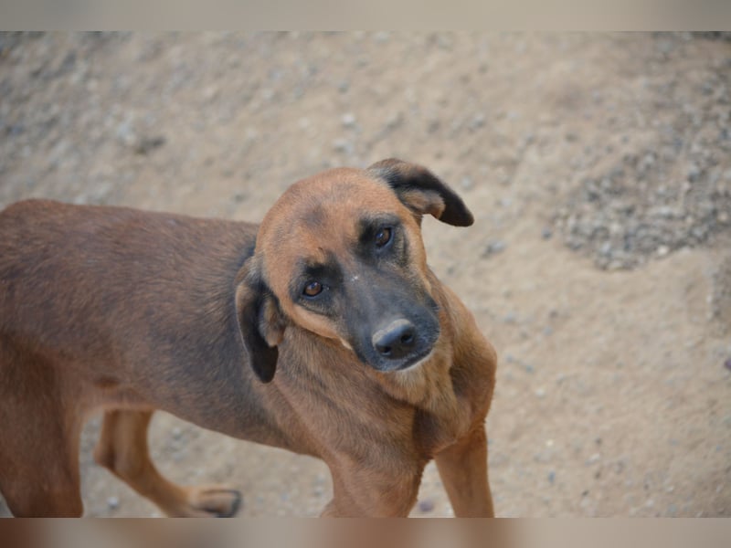 „Hera“, gut verträglich, lieb, ruhig, zurückhaltend, ca. 2022 geboren