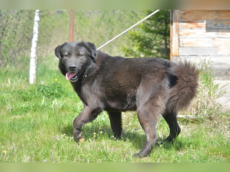 MOLLY, ca. 2022 geboren, sucht ein stabiles Zuhause