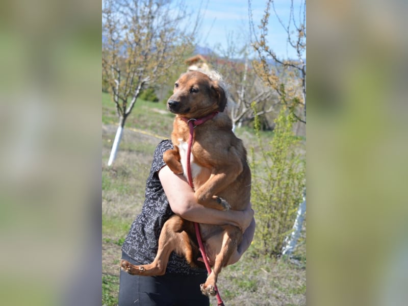 Sanfte und zurückhaltende Hündin „Katja“, ca. 2018 geboren, sucht ein ruhiges Zuhause,