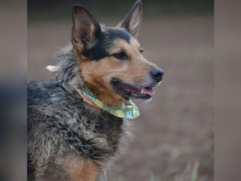 Lieber aufgeweckter Rüde TERRY, ca. 2021 geboren, sehr menschenbezogen, freundlich und verschmust
