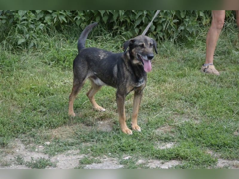 BANCZI, ca. 7 Jahre alt, sein Herrchen ist verstorben, bindet sich sehr an seine Bezugsperson