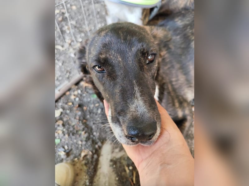 „Leon (II)“, ca. 09.2024 geboren, sehr lieber, noch zurückhaltender Mischlingsrüde