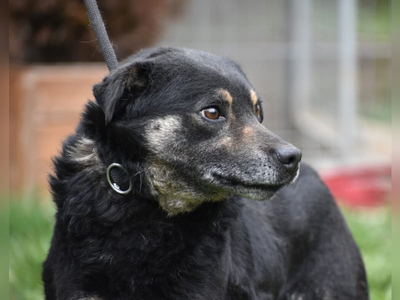 „Micki“ sucht ein neues Zuhause. Sein Herrchen ist verstorben. Geboren 03.2018, sehr lieb