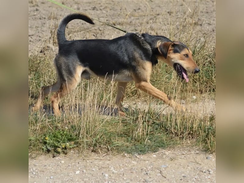 „Barney“, ca. 2022 geboren, toller Hundekumpel! Lebensfroh, liebt Spaziergänge, gut verträglich