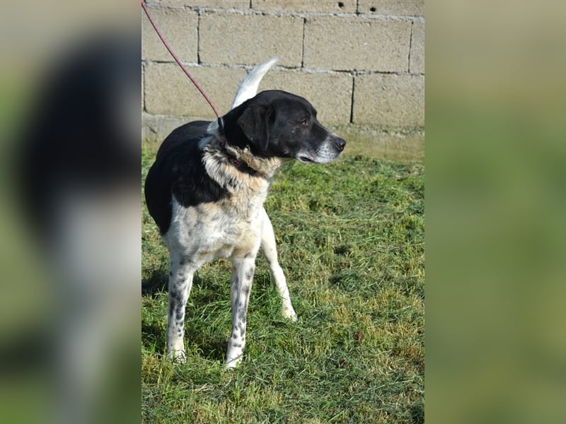 Blacky - Kinderlieber und verträglicher Rüde, geb. ca. 2019, wartet seit 4 Jahren vergeblich