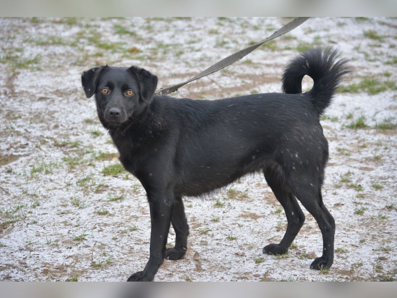 RESERVIERT- Liebe, gut verträgliche Labrador Mischlingshündin Silvia, ca. 2022 geboren