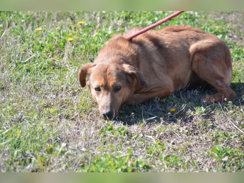 Sanfte und zurückhaltende Hündin „Katja“, ca. 2018 geboren, sucht ein ruhiges Zuhause,