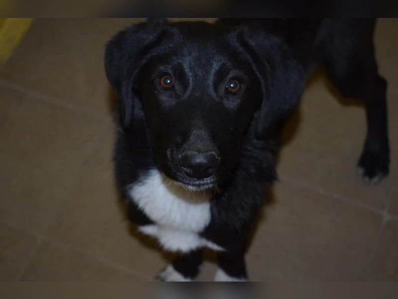 BETTY“, ca. 2023 geb., sehr soziale und menschenbezogene Hündin, gut verträglich