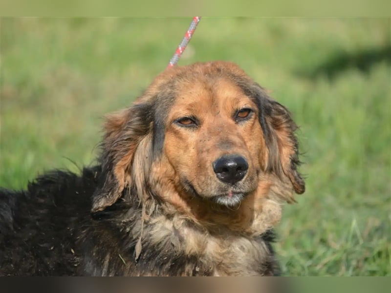 Sehr lieber, sanfter und ruhiger Rüde „Dusko“, ca. 2021 geboren, gut verträglich