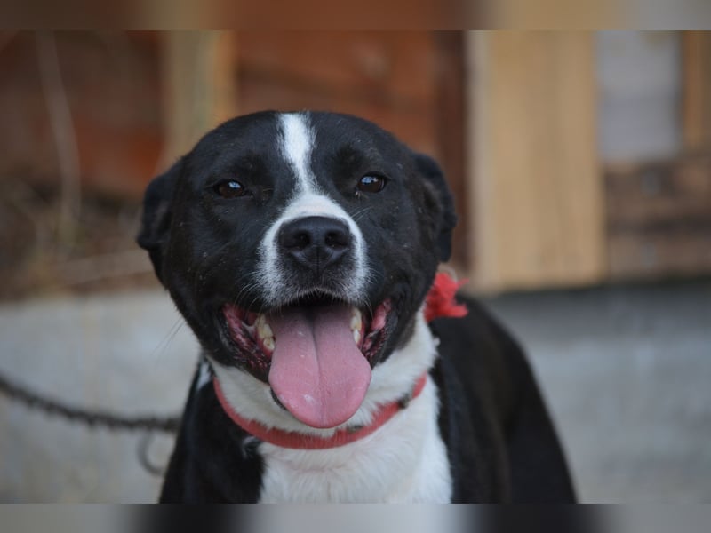 RESERVIERT- PEPPINO, ca. 2023, auch gut als Familienhund geeignet