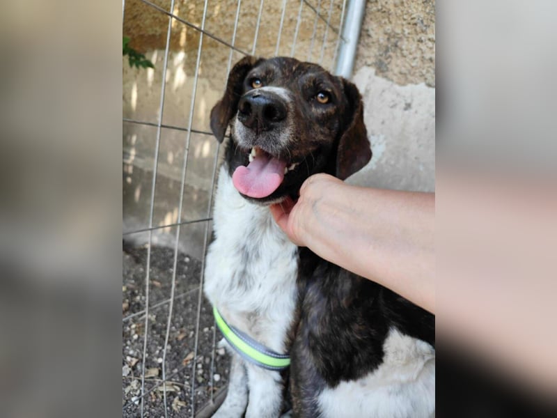 „Leon (II)“, ca. 09.2024 geboren, sehr lieber, noch zurückhaltender Mischlingsrüde