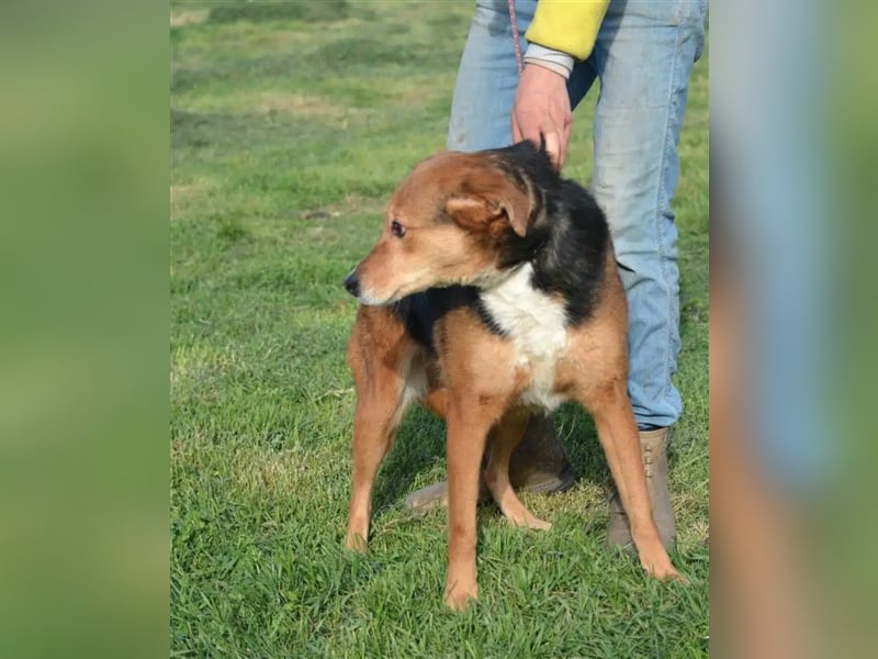 „Katy“, liebe, ruhige und sensible Hündin, gut verträglich, ca. 2018/2019 geb.