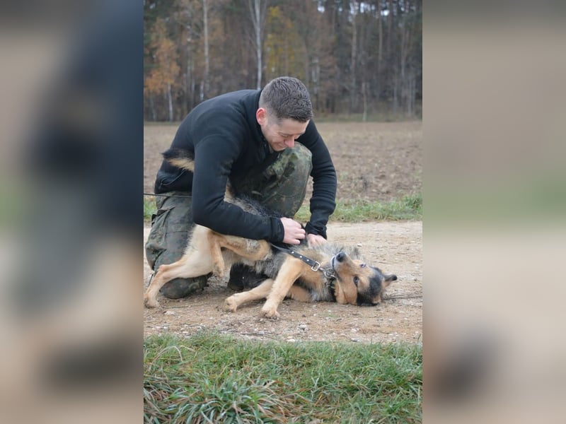 Lieber aufgeweckter Rüde TERRY, ca. 2021 geboren, sehr menschenbezogen, freundlich und verschmust
