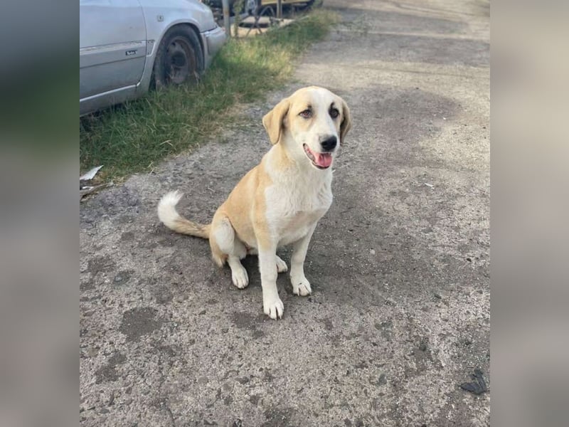 Liebe und gut verträgliche Hündin „Charlotta“, ca. 2023 geboren.