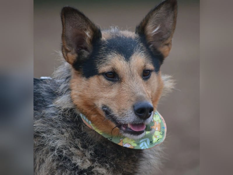 Lieber aufgeweckter Rüde TERRY, ca. 2021 geboren, sehr menschenbezogen, freundlich und verschmust