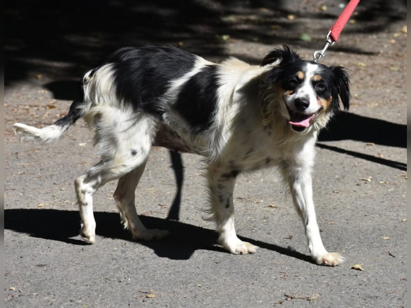 Sehr liebe und verschmuste Hündin POLETT, ca. 2017 geboren, lieb und unkompliziert. Geschenkkörbe