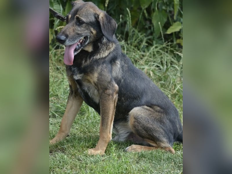 BANCZI, ca. 7 Jahre alt, sein Herrchen ist verstorben, bindet sich sehr an seine Bezugsperson