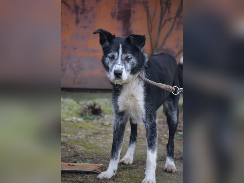 Sehr sanfter und ruhiger Rüde KLAUSI sucht ein gemütliches Plätzchen, gut verträglich