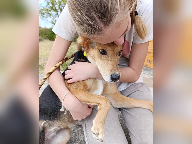 „Katy“, liebe, ruhige und sensible Hündin, gut verträglich, ca. 2018/2019 geb.