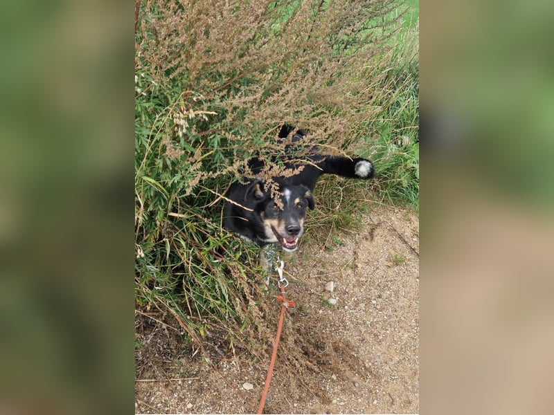 „Edek“, ca. 2019 geboren, sehr klug, intelligent, sucht Halter mit Führungsqualitäten.