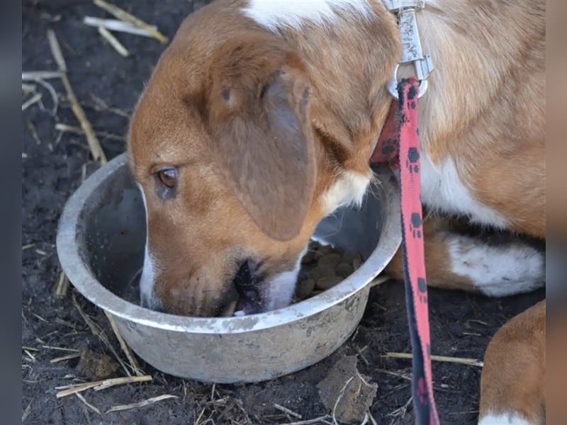 Zuta - Aufgeweckte Hündin, ca. 2021 geboren, gut verträglich, sehr lieb