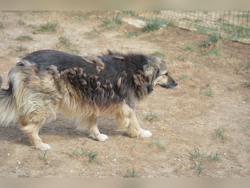 Saline (Herdenschutzhund Mischling), ca. 2021 geboren, gut verträgliche Hündin, sehr lieb, noch sehr