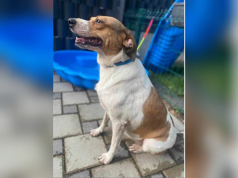 TINA, ca. 2-3 Jahre alt, gut verträglich, lieb, unkompliziert, menschenbezogen