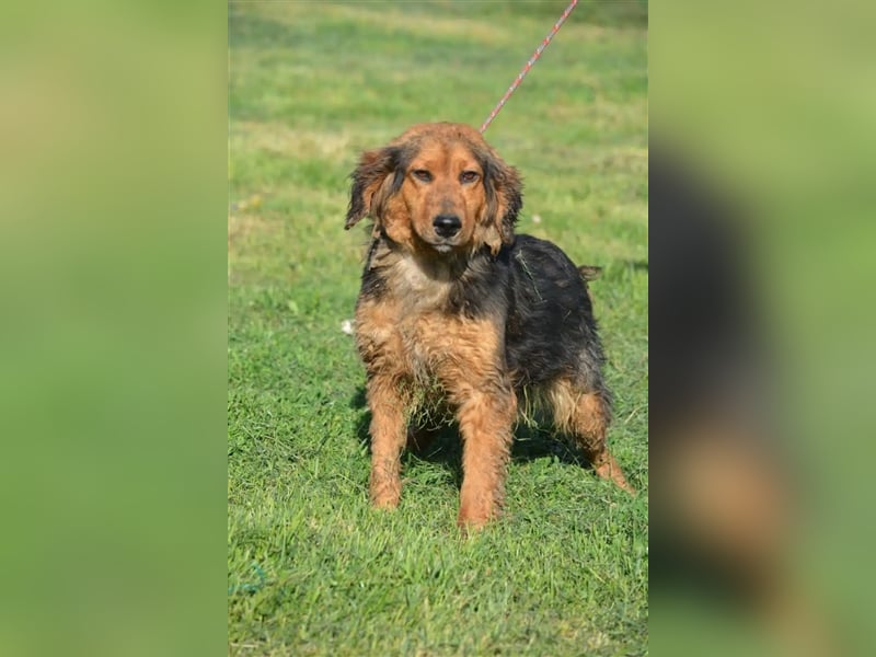 Sehr lieber, sanfter und ruhiger Rüde „Dusko“, ca. 2021 geboren, gut verträglich