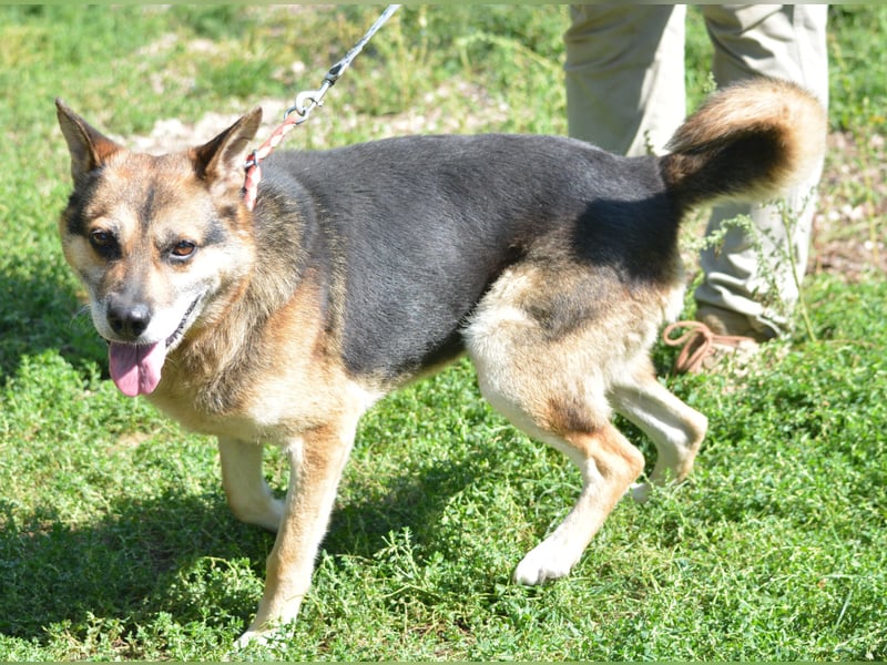 Aktiver und lieber Schäferhundrüde DISCO, ca. 2016 geboren, sucht ein ruhiges Zuhause