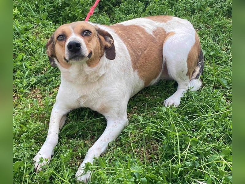 TINA, ca. 2-3 Jahre alt, gut verträglich, lieb, unkompliziert, menschenbezogen