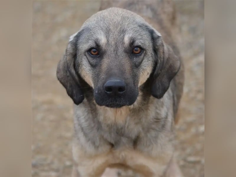 „Celia“, kleine gut verträgliche Hündin, zurückhaltend, lieb, ca. 2022/2023 geboren