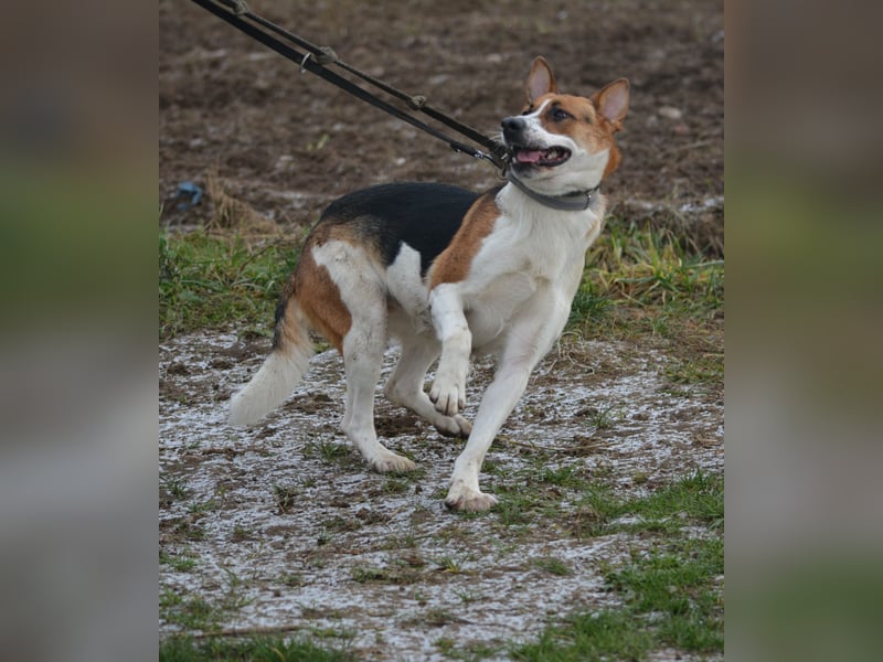 Liebe, noch unsichere und etwas ängstliche Hündin SENNA, ca. 2022 geboren, SEHR LIEB