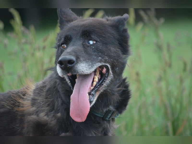 Ein ganz besonderer Hund, Madi, ca. 2020 geboren. Lieber anhänglicher Rüde