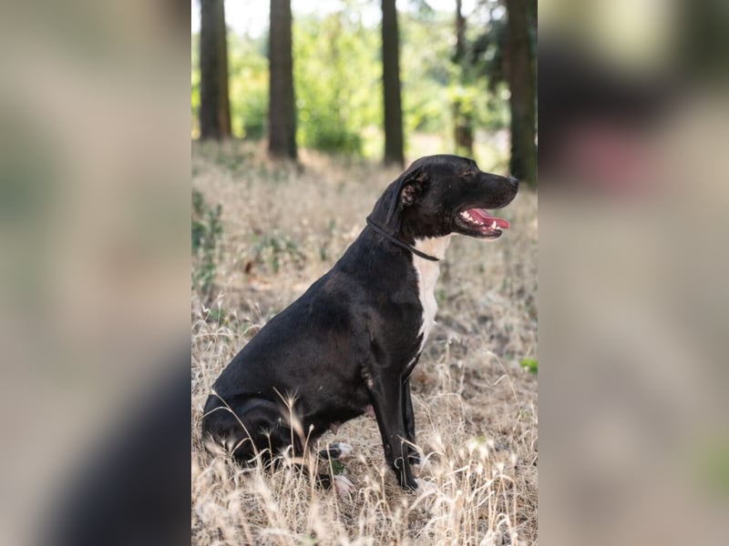 Mara, eine Hündin zum Verlieben