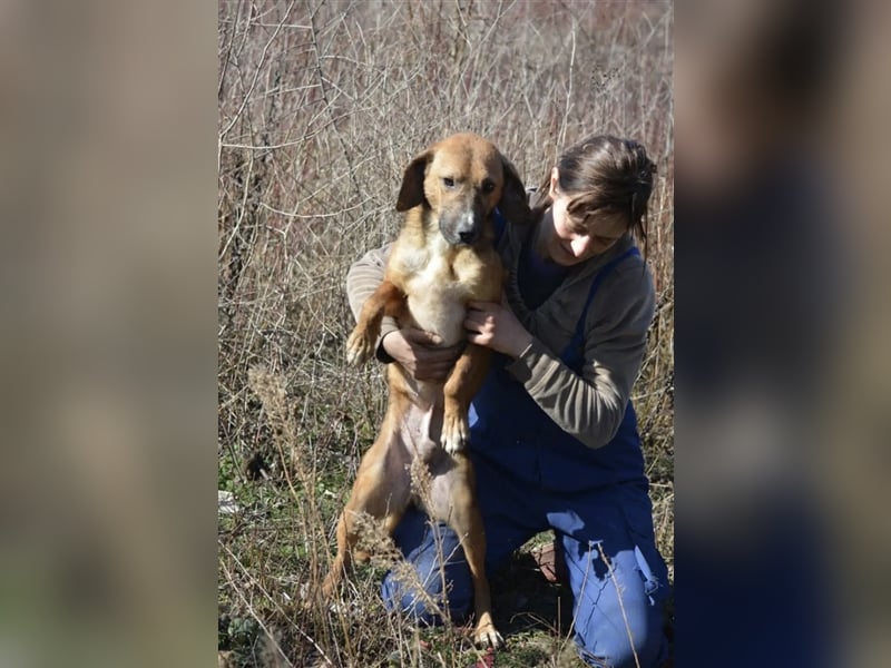 Nico - Kleiner Rüde, ca. 2,5 Jahre alt, noch zurückhaltend, sucht stabiles Zuhause, gern Zweithund
