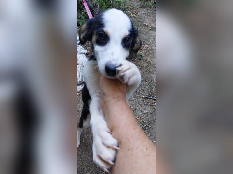 STELLA, ca, Juli 2025 geboren, sucht ein warmes Körbchen