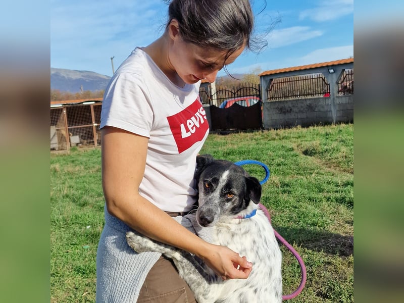 Rajko - Menschenbezogener und anhänglicher Rüde, ca. 2020 geboren
