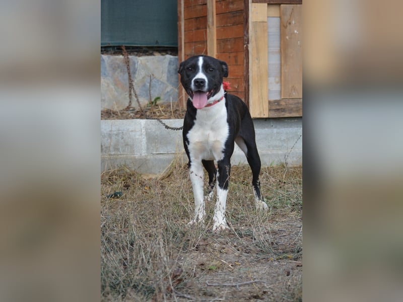 RESERVIERT- PEPPINO, ca. 2023, auch gut als Familienhund geeignet