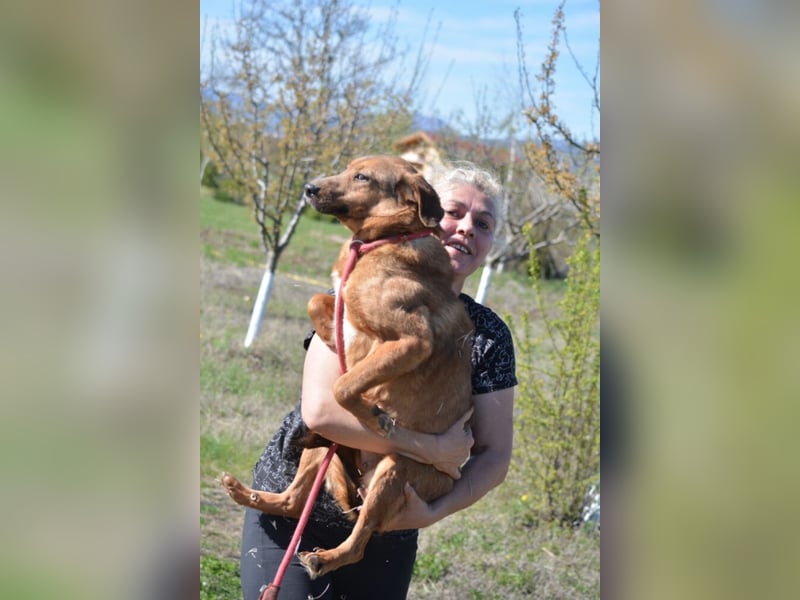 Sanfte und zurückhaltende Hündin „Katja“, ca. 2018 geboren, sucht ein ruhiges Zuhause,