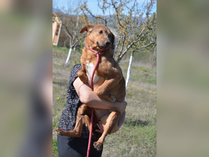 Sanfte und zurückhaltende Hündin „Katja“, ca. 2018 geboren, sucht ein ruhiges Zuhause,