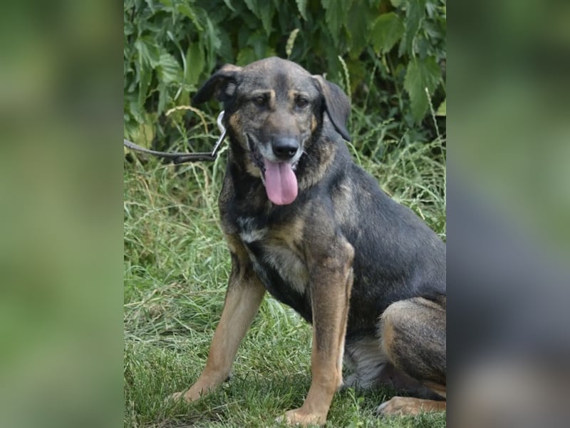 BANCZI, ca. 7 Jahre alt, sein Herrchen ist verstorben, bindet sich sehr an seine Bezugsperson