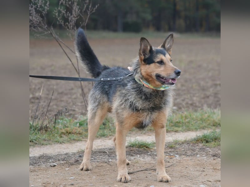 Lieber aufgeweckter Rüde TERRY, ca. 2021 geboren, sehr menschenbezogen, freundlich und verschmust