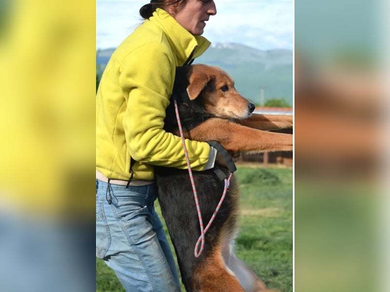 „Katy“, liebe, ruhige und sensible Hündin, gut verträglich, ca. 2018/2019 geb.