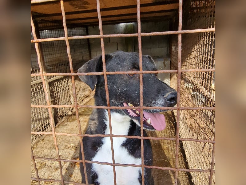 „Tom“, ca. 2021 geb., sehr zurückhaltend, ruhig, sucht Halter mit Hundeverstand, gut verträglich