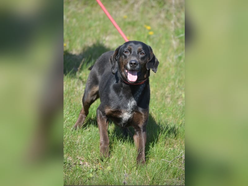 Aufmerksame, sehr liebe und absolut menschenbezogene Hündin „Leni“, ca. 2021 geboren.