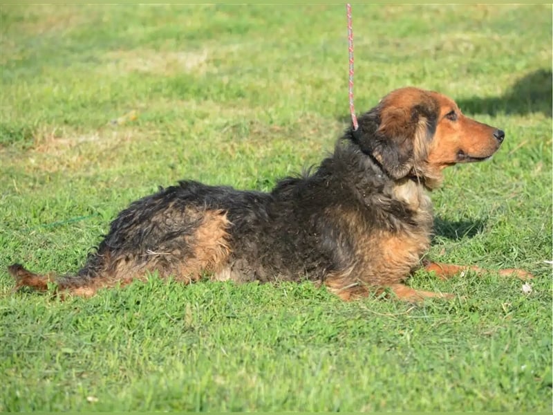 Sehr lieber, sanfter und ruhiger Rüde „Dusko“, ca. 2021 geboren, gut verträglich
